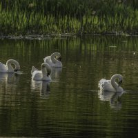 Синхронное плавание :: Владимир Орлов