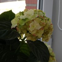 цветочек у окна :: Юлия Мошкова 