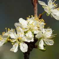 Весна... :: Галина Кучерина