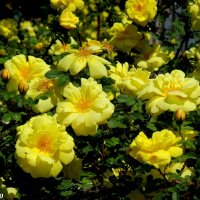 Майские розы в парке Октября :: Нина Бутко