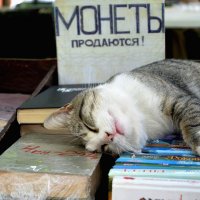 монеты продаются, а котики - нет! :: Игорь Попов