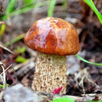 Дожди идут, грибы растут! :: Андрей Заломленков