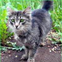 Про июньских котов..:) :: Андрей Заломленков