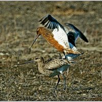 Поза  "НАЕЗДНИК" :: Аркадий Иваковский