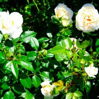 Белые розы.... :: Любовь К.