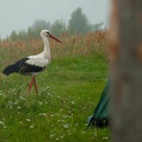 В утреннем тумане... :: Юлия Петлякова