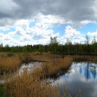 Весенняя картинка :: Милешкин Владимир Алексеевич 