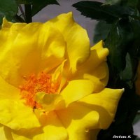 Желтая роза. :: Любовь К.