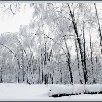 Ромашковский лес.... :: Юрий Яньков