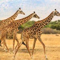 Три жирафа по ранжиру) :: Ольга Петруша