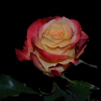 Ночная роза... :: Владимир Павлов