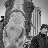 Конь в городе :: Oleg Sharafutdinov
