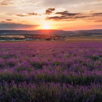 Лавандовое поле на закате :: Nyusha .