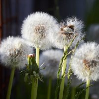 Summer blowballs :: Алекандр Зиновьев