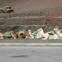 Прогулка на верблюдах :: евгений васильев