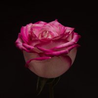 Розовая роза :: Savl 