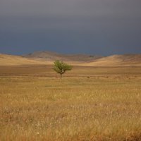 Одинокое дерево в Забайкальской степи. 18.06.2017 г. :: Марина Мишутина