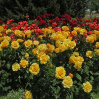 Крымские розы :: Эля Юрасова