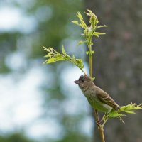 Чечевица (самка ) ? :: Александр Запылёнов