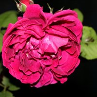 роза :: Cветлана Свистунова