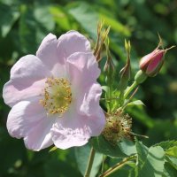 цветок бледно-розового шиповника. :: Наталья Золотых-Сибирская