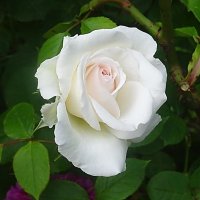 Белая роза - чистый, небесный цветок :: Маргарита Батырева