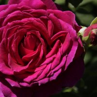 розовая роза :: оксана 