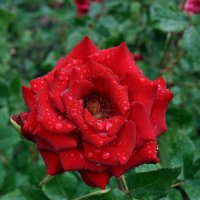 Розы после дождя Фото №1 :: Владимир Бровко