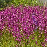 Пурпурная полянка. :: Андрей Синицын