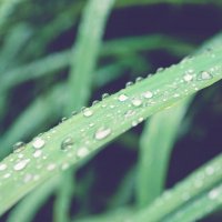 трава и дождь :: Aliche .