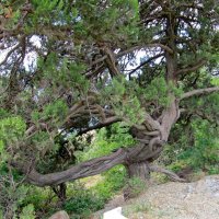 Реликтовое дерево :: Вера Щукина