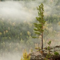 Подружки :: Сергей Герасимов