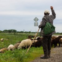 Пастух :: Павел Кореньков
