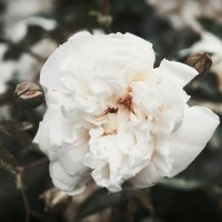 Белые цветы :: Людмила Самойлова