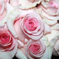 Нежные розы :: Алла ZALLA