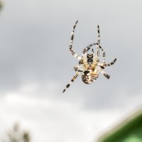 Наш северный паук - уменьшенная копия тарантула)) :: Алена Малыгина