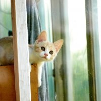 Рыжий котенок :: Олег Шендерюк