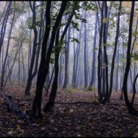 В осеннем лесу :: Алексей Патлах