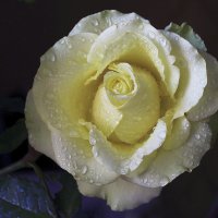 Мои розы :: Татьяна Панчешная