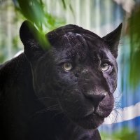 Черный ягуар... :: Владимир Габов