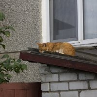 Котик, ну куда же без котиков? :) :: Вера Аксёнова