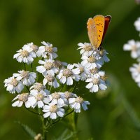 Бабочка на цветке :: Анатолий Иргл