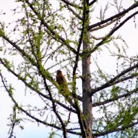 Коршун на дереве. :: Вадим Басов