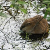 Водяная крыса. :: Владимир Безбородов