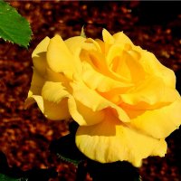жёлтая роза :: Natali 