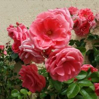 Плетистая роза,прекрасная роза... :: Galina Dzubina