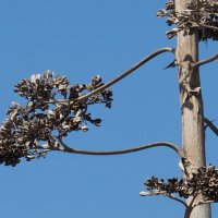 УДИВИТЕЛЬНОЕ ДЕРЕВО.... ОНО БУДТО СОТВОРЕНО ИЗ МЕТАЛЛА... :: Наталья Меркулова