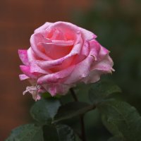 слезинка розы :: gribushko грибушко Николай