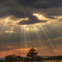 "Космический" вечер в саванне...Танзания! :: Александр Вивчарик