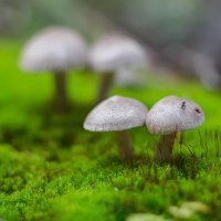 Букашки и грибы :: Александр Синдерёв